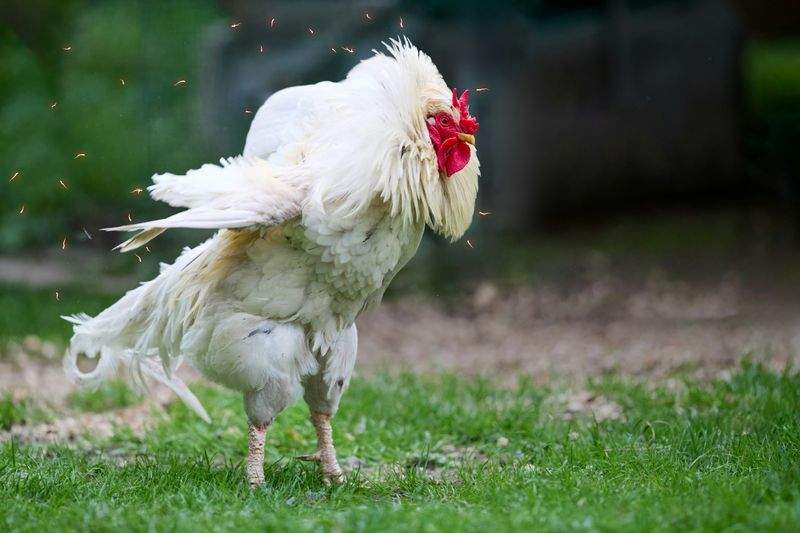 Bien choisir son coq pour un élevage harmonieux