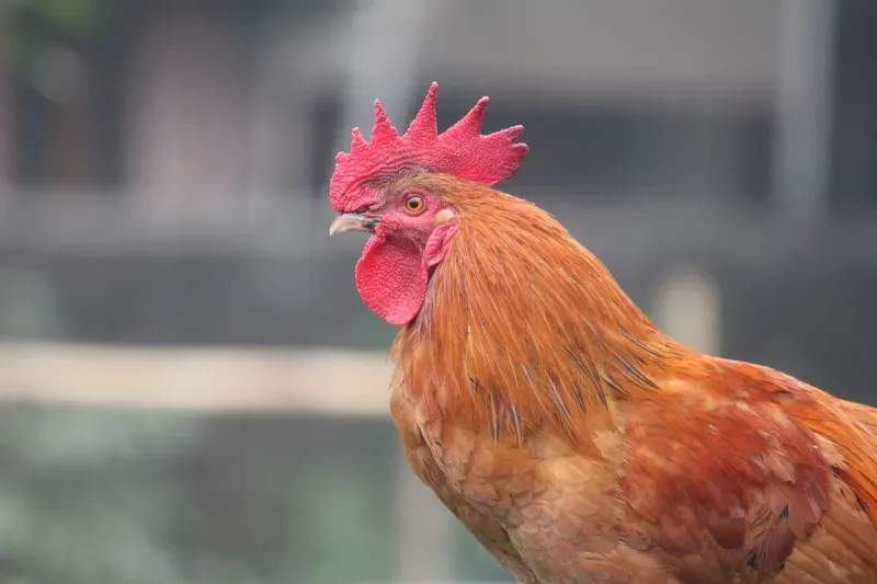Coq & Tradition France 1
