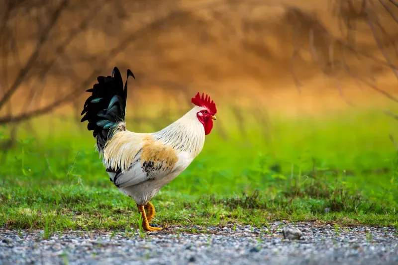 Coq & Tradition France 10