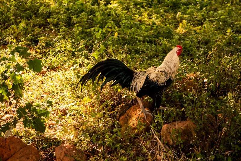 Coq & Tradition France 11