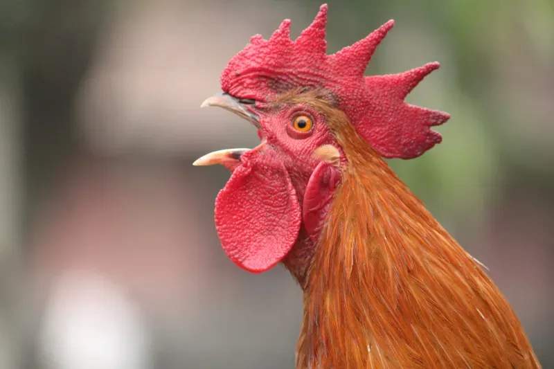 Coq & Tradition France 12