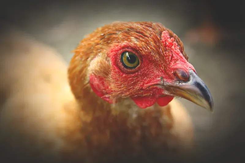 Coq & Tradition France 13