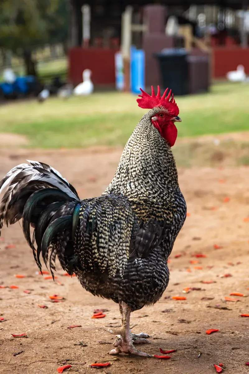 Coq & Tradition France 14