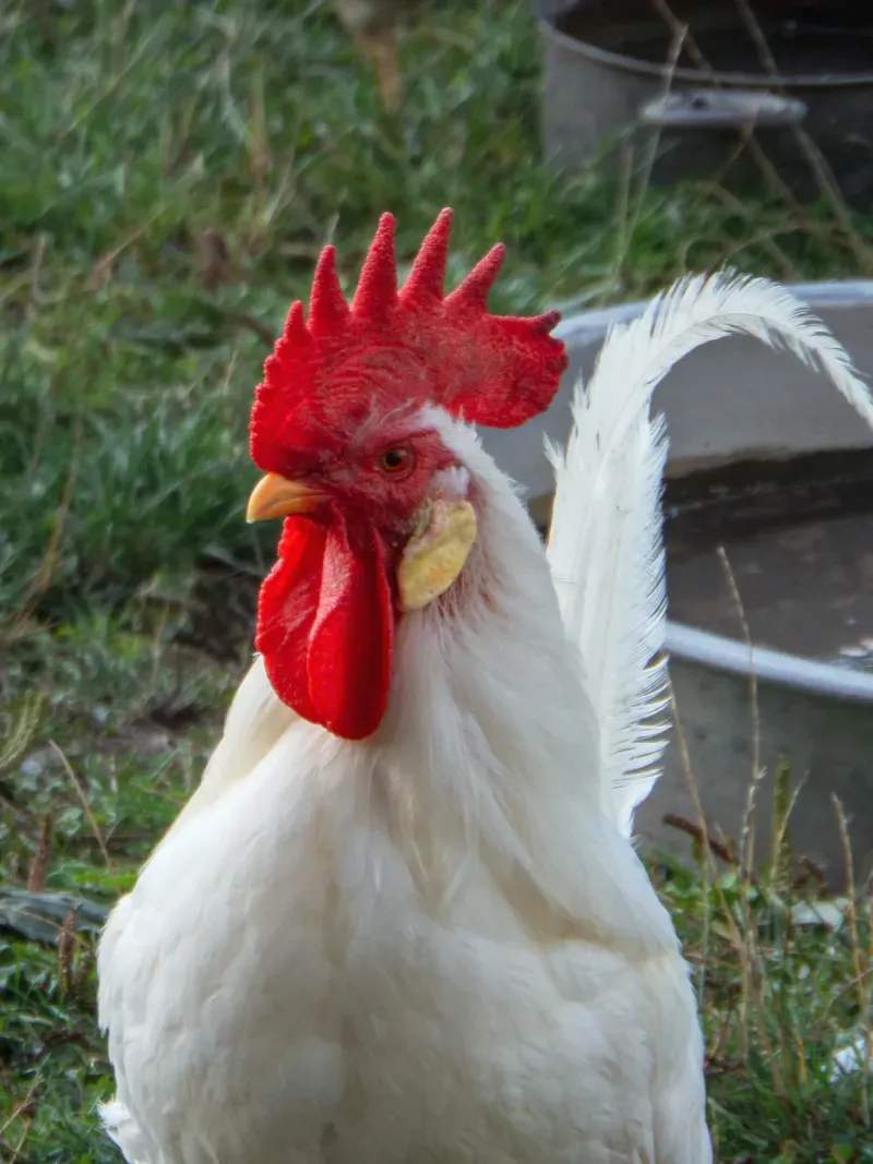 Coq & Tradition France 15