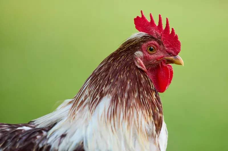 Coq & Tradition France 2