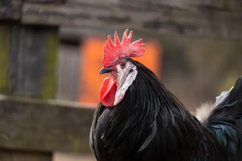 Coq & Tradition France 3