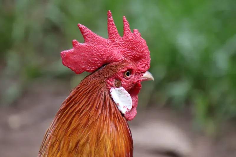 Coq & Tradition France 4