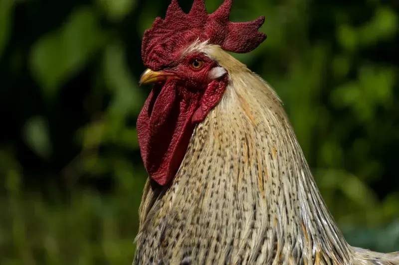 Coq & Tradition France 5