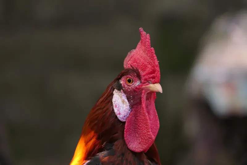 Coq & Tradition France 6