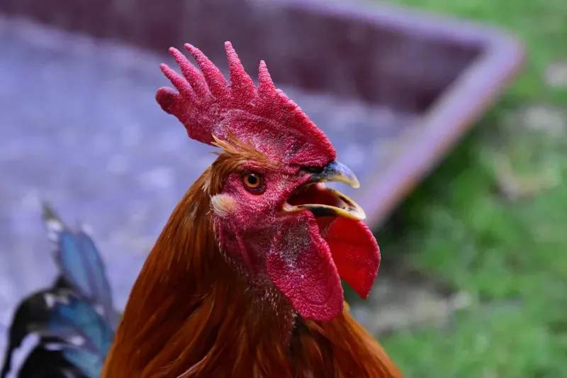 Coq & Tradition France 8