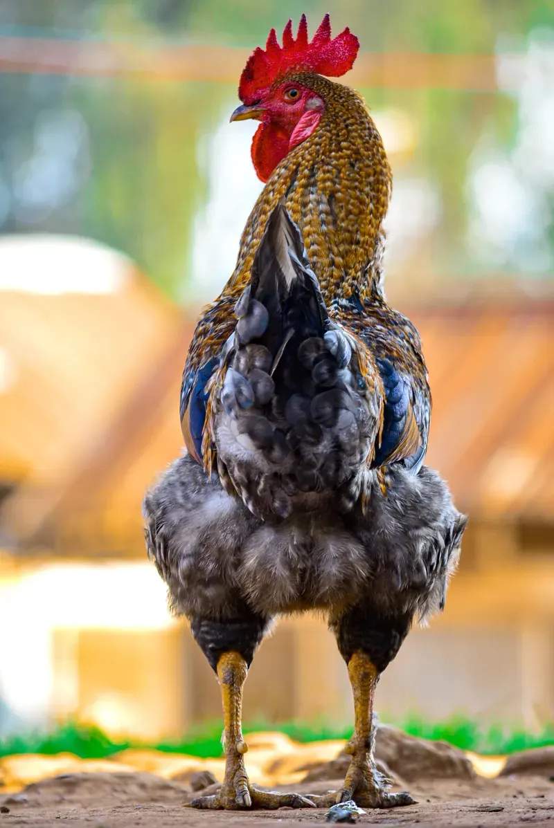 Coq & Tradition France 9