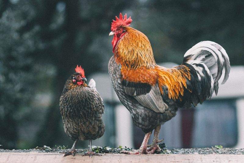Coq & Tradition France